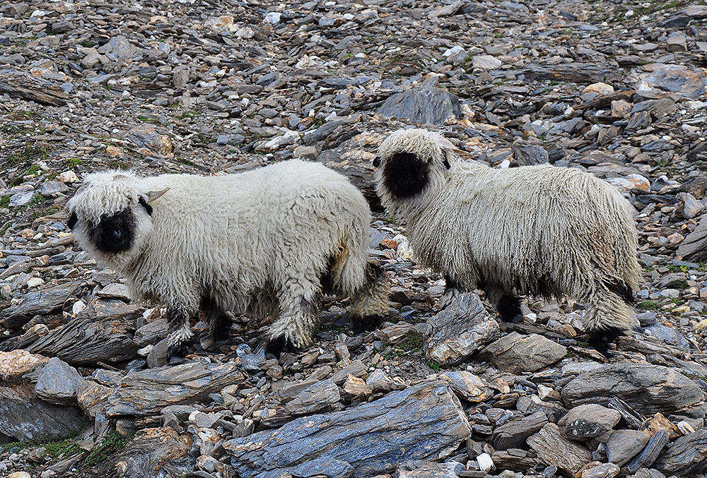 Walliser Schwarznasenschafe auf der oberen Turbweng